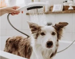 Hansgrohe DogShower - Handdouche Voor Honden 150, 3jet, Met Massagenoppen, Petrol 26640540 10 Hansgrohe DogShower - Handdouche Voor Honden 150, 3jet, Met Massagenoppen, Petrol 26640540 -Badkamer Paradijs 09b147c8952d8c5be39e23ad