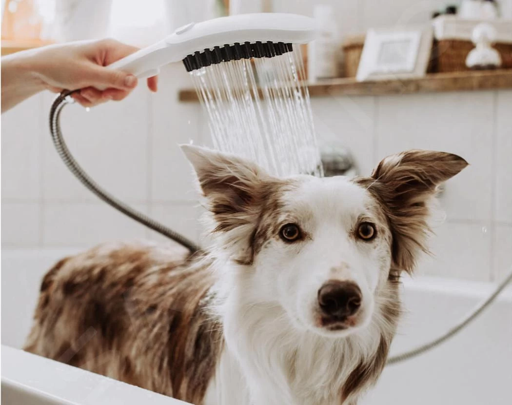 Hansgrohe DogShower - Handdouche Voor Honden 150, 3jet, Met Massagenoppen, Petrol 26640540 5 Hansgrohe DogShower - Handdouche Voor Honden 150, 3jet, Met Massagenoppen, Petrol 26640540 - Afbeelding 3